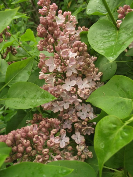 Сирень Медовый Спас купить с доставкой