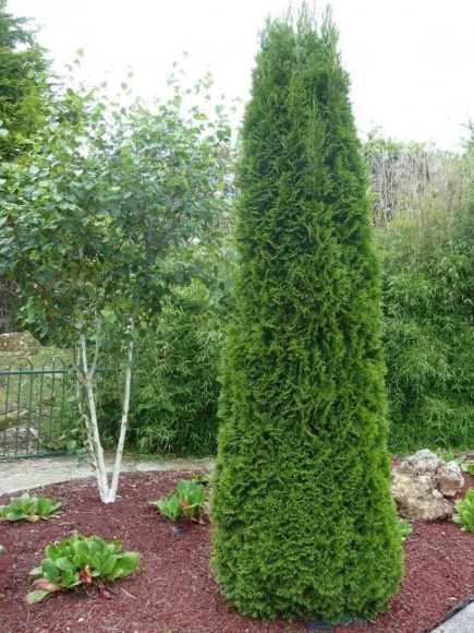 Туя западная Фастигиата (Fastigiata) купить с доставкой