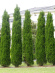Туя западная Фастигиата (Fastigiata) купить с доставкой