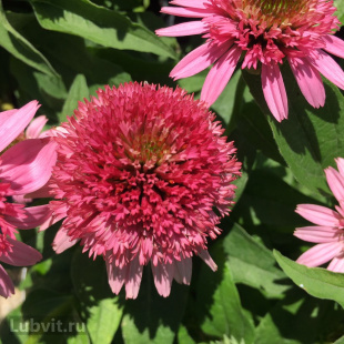 Эхинацея Баттерфляй Киссес (Butterfly Kisses)