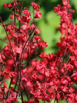 Гейхера Корал Форест (Coral Forest)