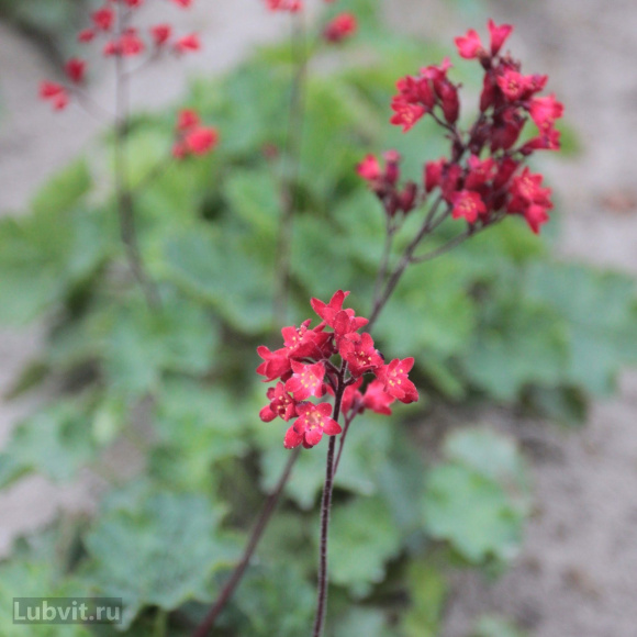 Гейхера Корал Форест (Coral Forest) купить с доставкой