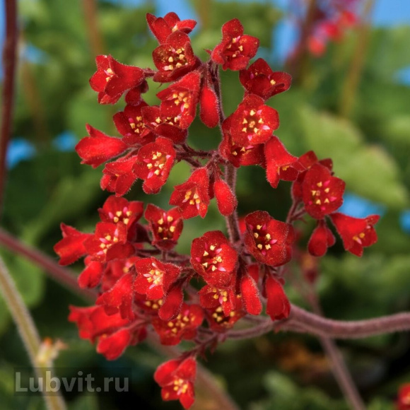 Гейхера Корал Форест (Coral Forest) купить с доставкой