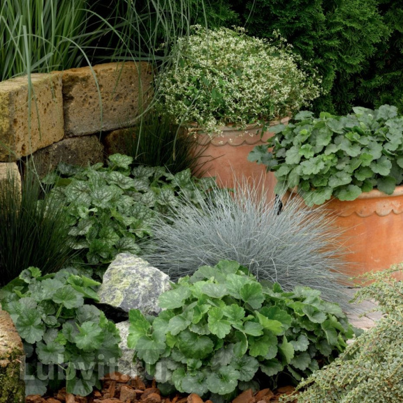 Гейхера Корал Форест (Coral Forest) купить с доставкой