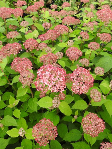 Гортензия Пинк Пинкушен (Pink Pincushion) древовидная купить с доставкой