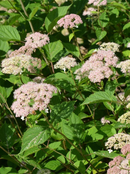 Гортензия Пинк Пинкушен (Pink Pincushion) древовидная купить с доставкой