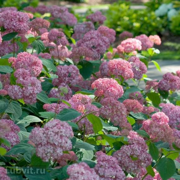 Гортензия Пинк Пинкушен (Pink Pincushion) древовидная купить с доставкой Гортензия Пинк Пинкушен (Pink Pincushion) древовидная купить с доставкой