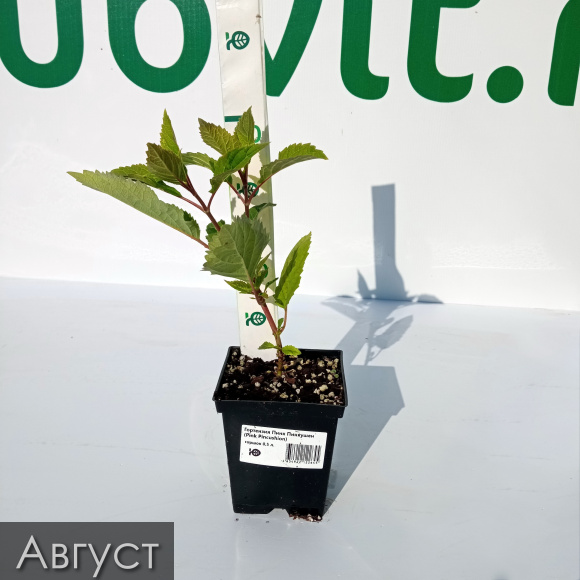 Гортензия Пинк Пинкушен (Pink Pincushion) древовидная купить с доставкой Гортензия Пинк Пинкушен (Pink Pincushion) древовидная купить с доставкой