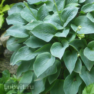 Хоста Блю Кадет (Blue Cadet) [M]