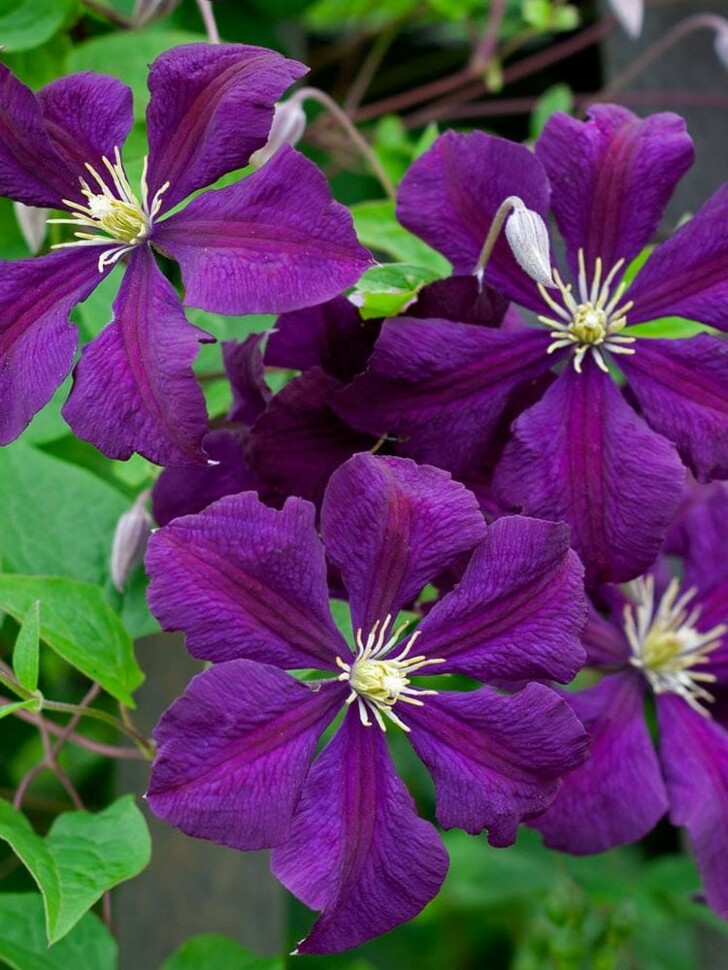 Клематис Этуаль Виолет (Etoile Violette) купить с доставкой