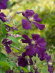 Клематис Этуаль Виолет (Etoile Violette) купить с доставкой