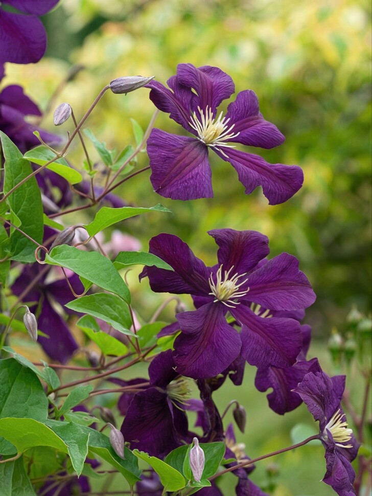 Клематис Этуаль Виолет (Etoile Violette) купить с доставкой