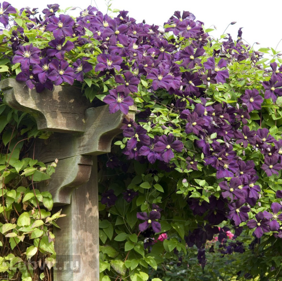 Клематис Этуаль Виолет (Etoile Violette) купить с доставкой