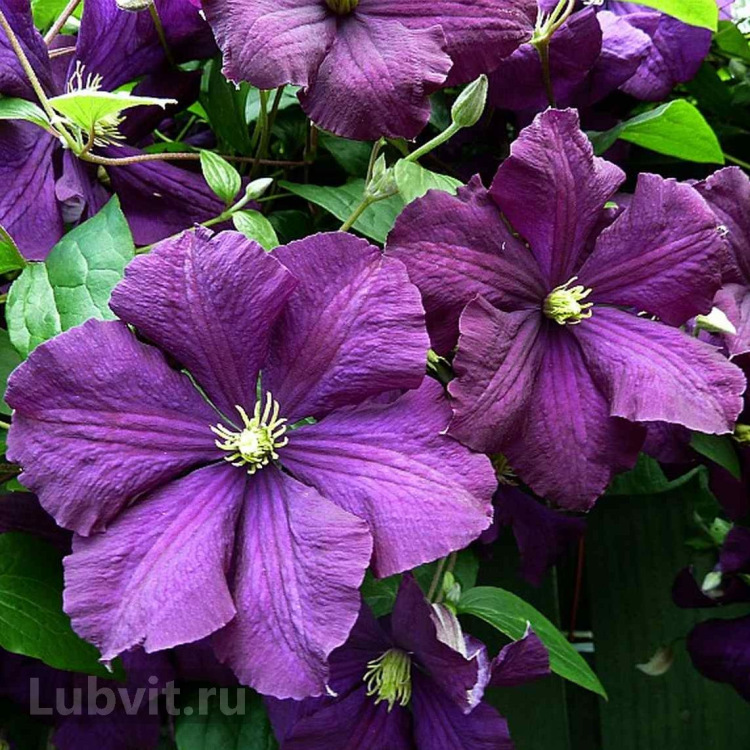 Клематис Этуаль Виолет (Etoile Violette) можно купить недорого с доставкой в питомнике Любвитский