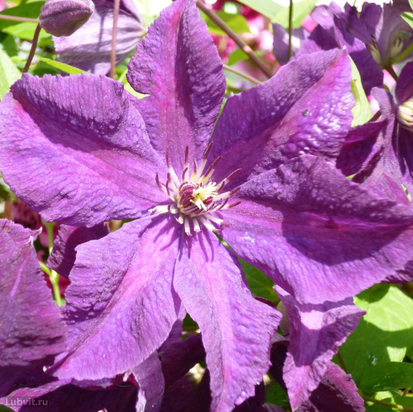 Клематис Этуаль Виолет (Etoile Violette) купить с доставкой