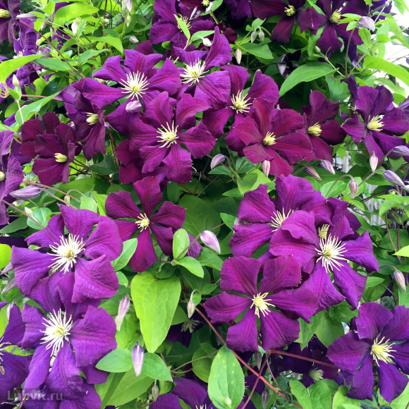 Клематис Этуаль Виолет (Etoile Violette) купить с доставкой