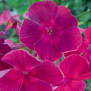 Флокс Травиата (Traviata)