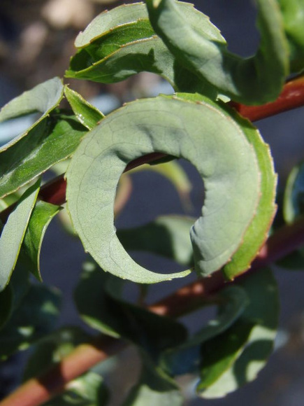 Ива вавилонская Криспа (Crispa) купить с доставкой