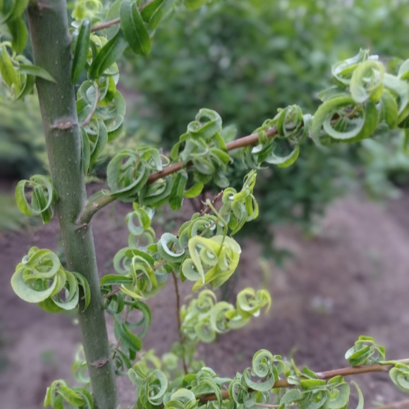 Ива вавилонская Криспа (Crispa) купить с доставкой