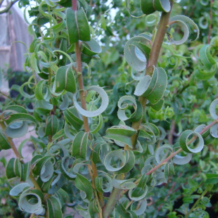 Ива вавилонская Криспа (Crispa)