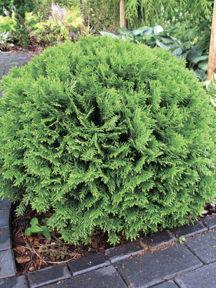 Туя шаровидная Даника (Danica)