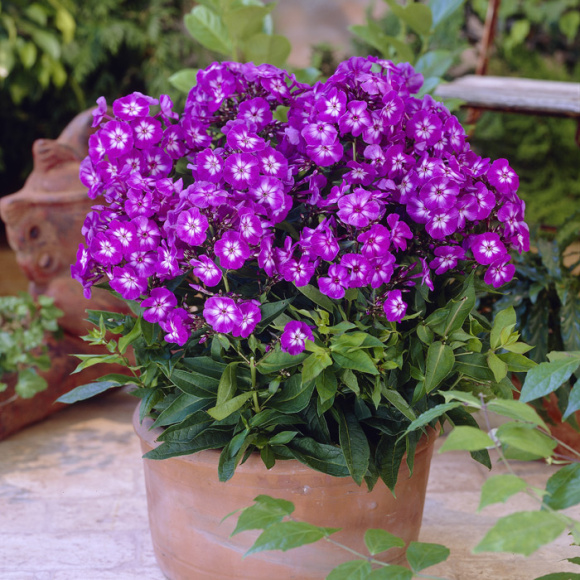 Флокс Успех купить с доставкой Флокс Успех купить с доставкой