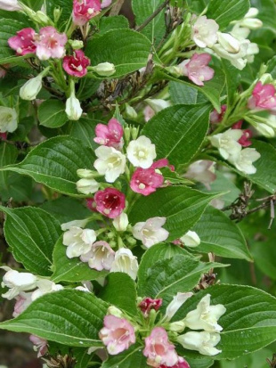 Вейгела Марджори (Marjorie)