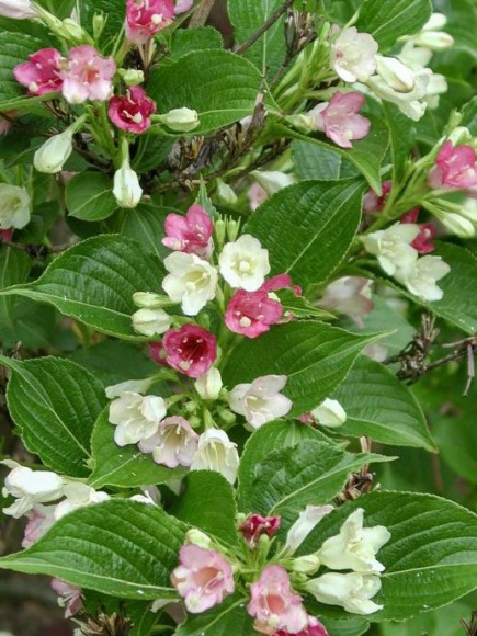 Вейгела Марджори (Marjorie) купить с доставкой