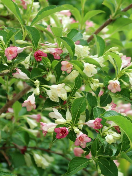 Вейгела Марджори (Marjorie) купить с доставкой