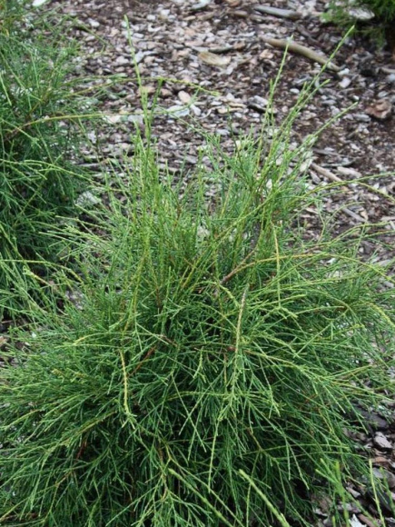 Туя западная Филиформис (Filiformis) купить с доставкой