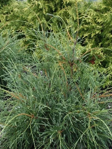 Туя западная Филиформис (Filiformis) купить с доставкой