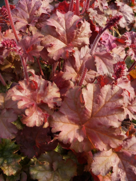 Гейхера Фибис Блаш (Phoebes Blush) купить с доставкой