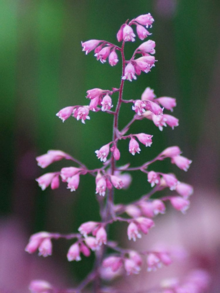 Гейхера Фибис Блаш (Phoebes Blush) купить с доставкой