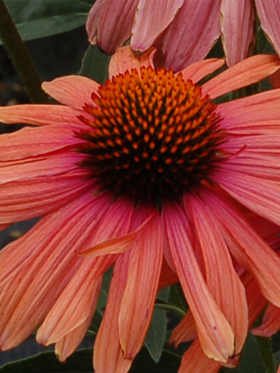 Эхинацея Мама Мия (Mama Mia)