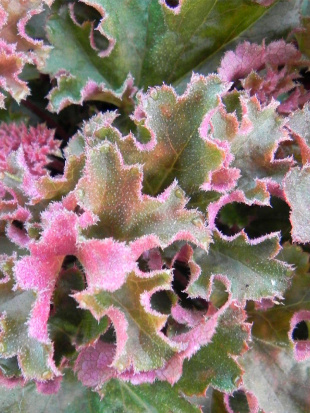 Гейхера Кримсон Керлз (Crimson Curls)