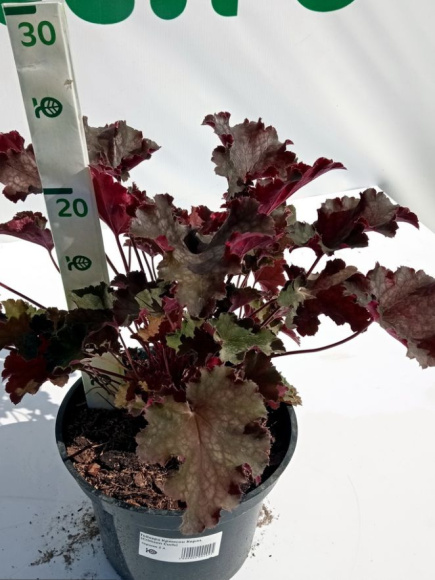 Гейхера Кримсон Керлз (Crimson Curls) купить с доставкой