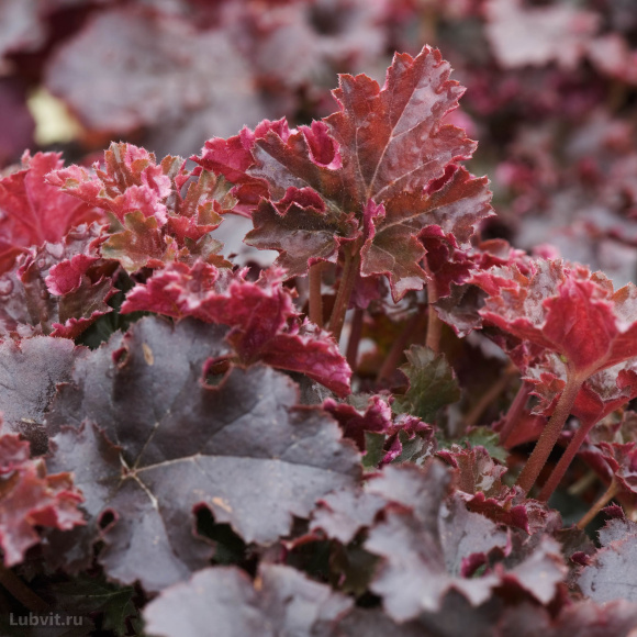 Гейхера Кримсон Керлз (Crimson Curls) купить с доставкой