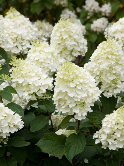 Гортензия Сильвер Доллар (Silver Dollar) метельчатая купить с доставкой Гортензия Сильвер Доллар (Silver Dollar) метельчатая купить с доставкой