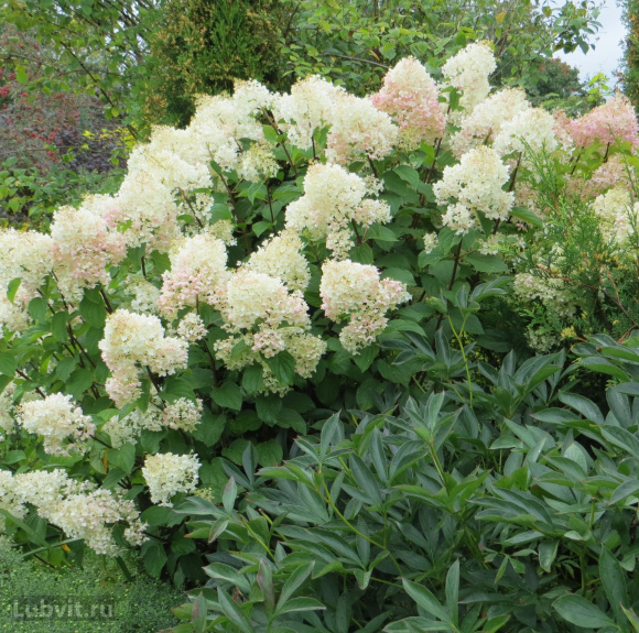 Гортензия Сильвер Доллар (Silver Dollar) метельчатая купить с доставкой Гортензия Сильвер Доллар (Silver Dollar) метельчатая купить с доставкой