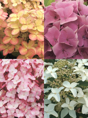 Гортензия Ассортимент