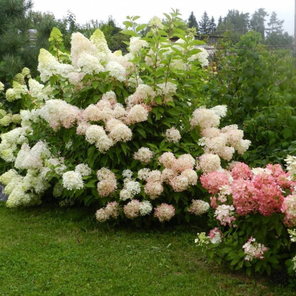 Гортензия Ассортимент купить с доставкой