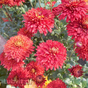 Хризантема корейская Резея