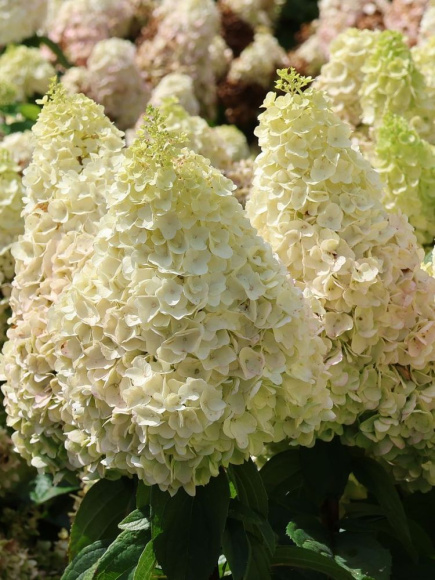 Гортензия Мэджикал Монблан (Magical Mont Blanc) метельчатая купить с доставкой