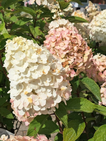 Гортензия Мэджикал Монблан (Magical Mont Blanc) метельчатая купить с доставкой