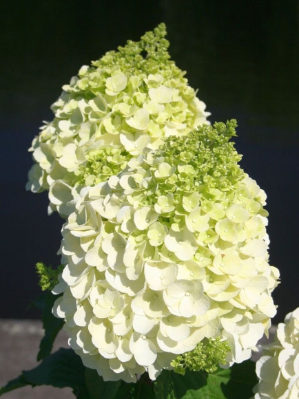 Гортензия Мэджикал Монблан (Magical Mont Blanc) метельчатая купить с доставкой