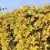 Девичий виноград пятилисточковый Йеллоу Волл (Yellow Wall) с доставкой