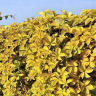 Девичий виноград пятилисточковый Йеллоу Волл (Yellow Wall) можно купить недорого с доставкой в питомнике Любвитский