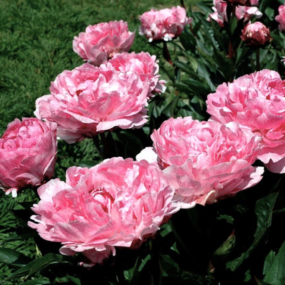 Пион Питертье Фринд Вагенаар (Pietertje Vriend Wagenaar) купить с доставкой Пион Питертье Фринд Вагенаар (Pietertje Vriend Wagenaar) купить с доставкой