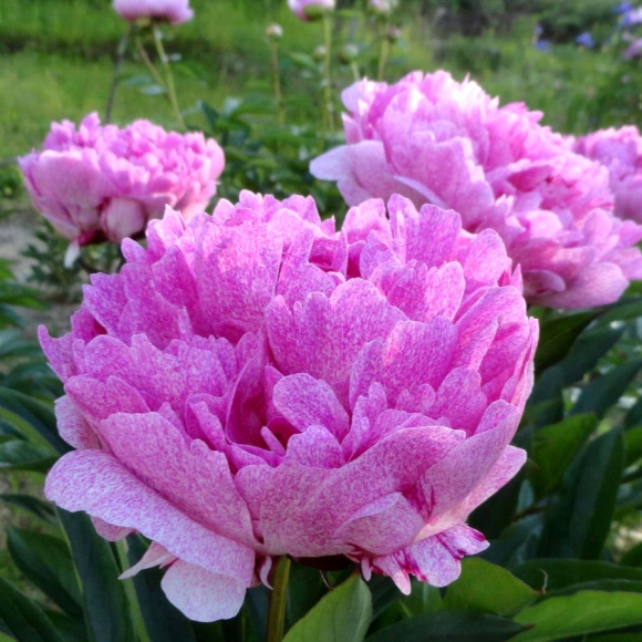 Пион Питертье Фринд Вагенаар (Pietertje Vriend Wagenaar) купить с доставкой Пион Питертье Фринд Вагенаар (Pietertje Vriend Wagenaar) купить с доставкой