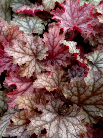 Гейхера Ворлд Кафе Амаретто (World Caffe Amaretto) купить с доставкой